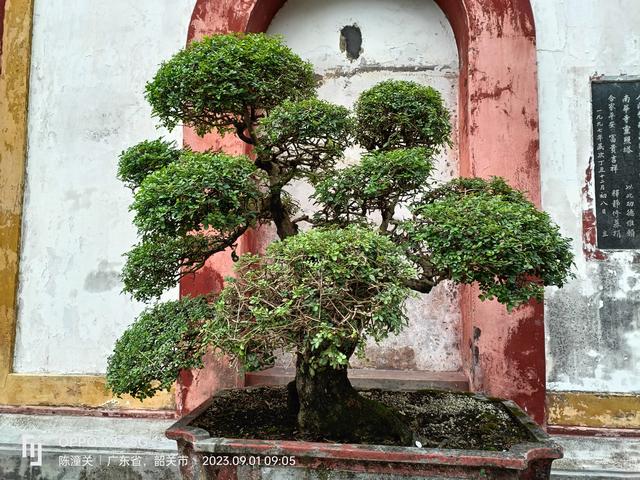 广东韶关南华寺游览图片