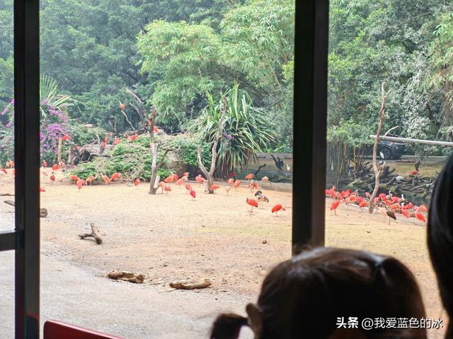 参观广州长隆野生动物园，全程感觉眼累手累腿不累