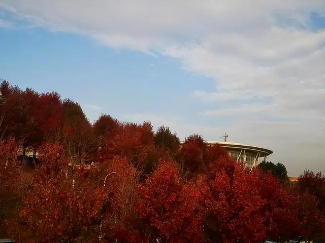 美国东海岸告急！红叶季正在消失，秋天在变晚，忆里的秋色或绝版