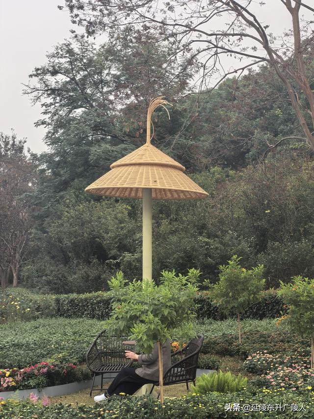 武进新天地公园菊花展 乡村田园风 今年又不同