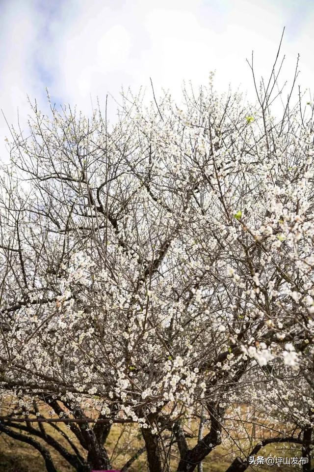 骑遇坪山① | 宝藏“高颜值”骑行线,拍出森系大片刷爆朋友圈