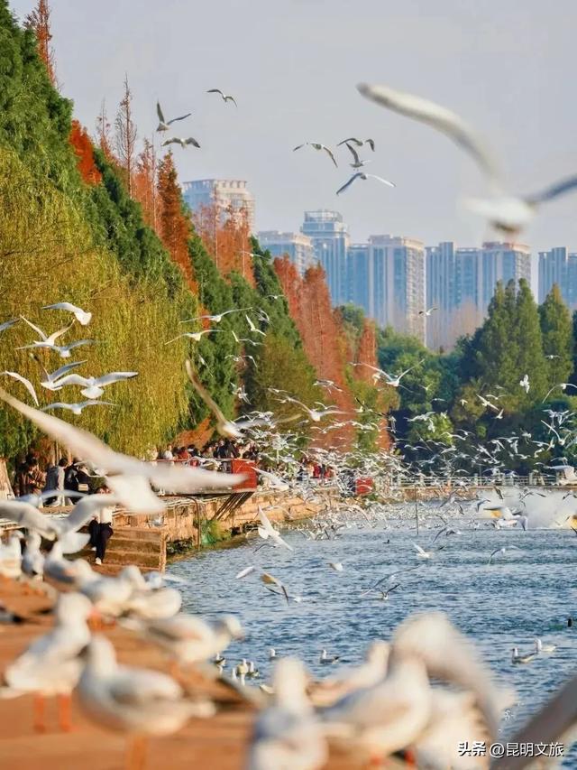 跟着滇超游昆明 | “鸥”然心动!打卡日记已备好,观鸥季精彩继续~