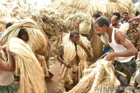 中国连麻绳都要进口？印度种黄麻赚盆满钵满，我国为何不种了？图片