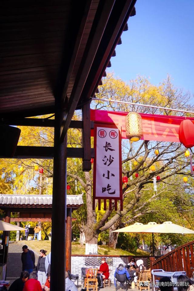 速报！这个地方银杏浓度达100%，赏芦苇、砍甘蔗，遛娃惊喜超多！