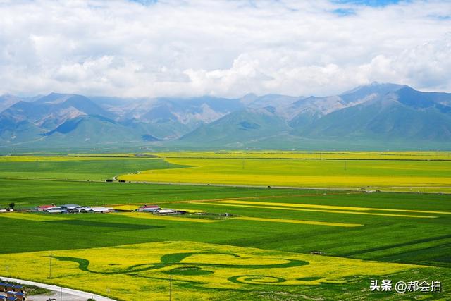青海门源万亩油菜花海：登上四个观景点，各有风情入画来！