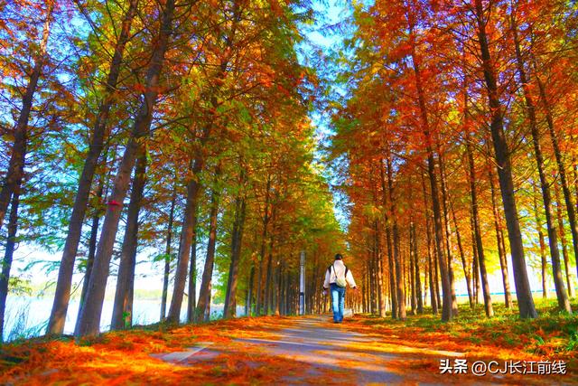 河南淮滨：落羽杉廊道染成红杉道