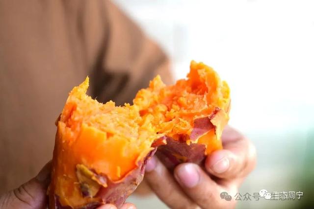 溪畔有乐、庭院有花、薯田有甜，周宁这个村把日子过成向往的模样