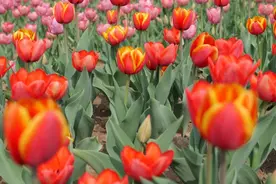 【春有约 花不误】缤纷花季，共享春光！图片