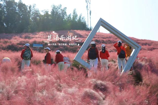 宁波奉化的秋天童话世界，粉黛花海唯美浪漫，周边近10处风景更美