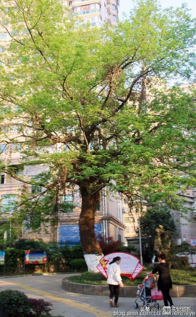 景德镇人民公园观后（江西之旅第三十篇）