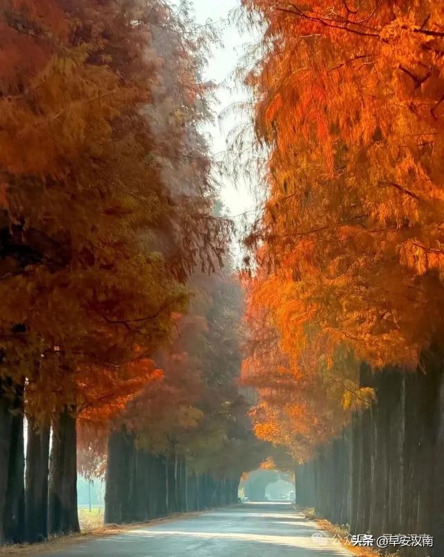 彻底火了，不是北欧是汉南！水杉隧道+落日，氛围感直接拉满！