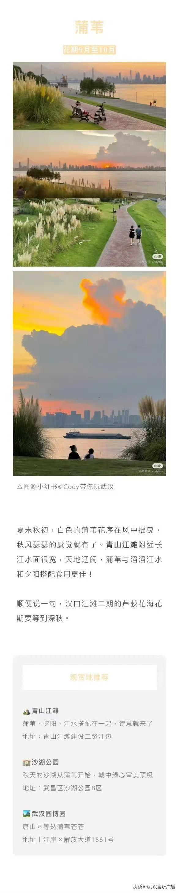 武汉秋天的第一波花海香了
