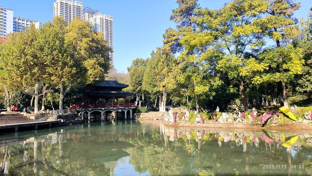 中山公园的菊花