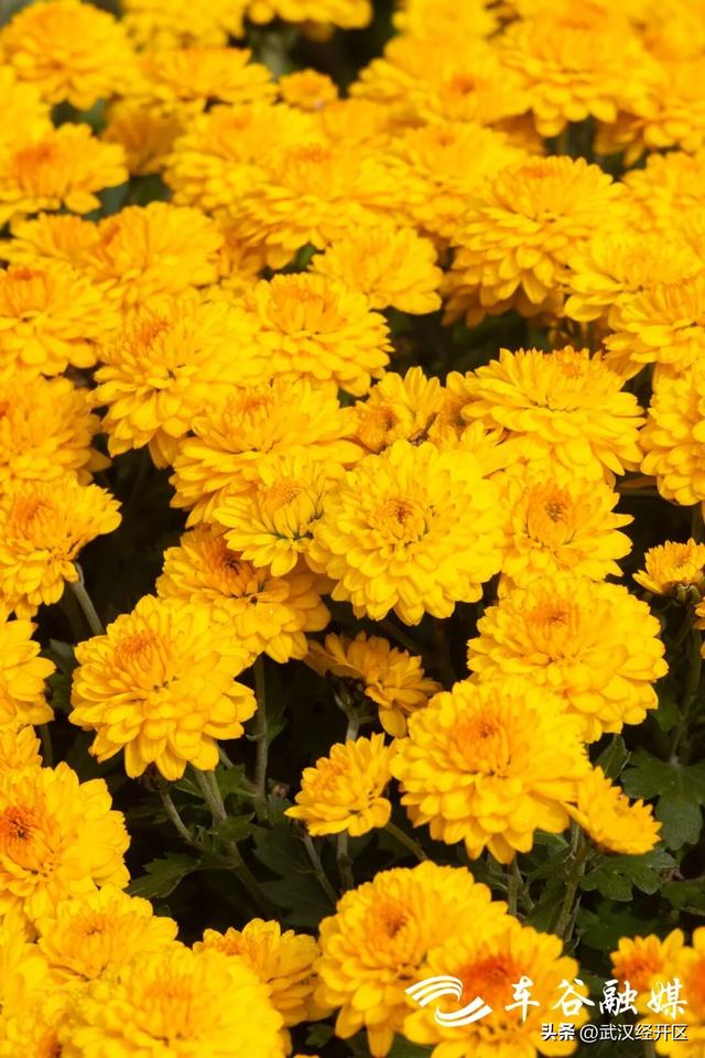 这个秋天，来武汉经开区共赴一场菊花之约