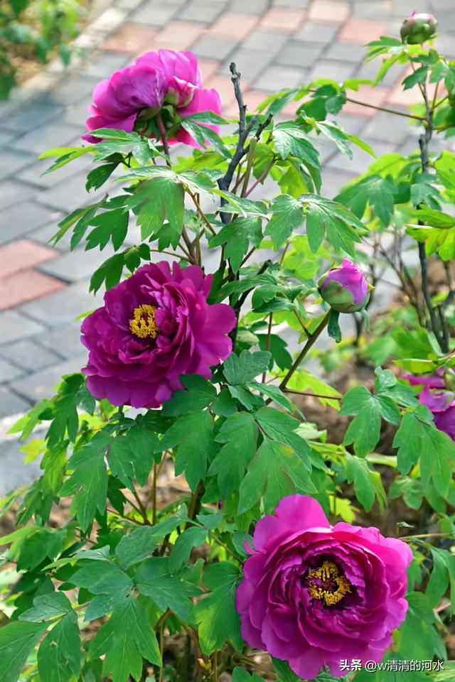 极美洛阳城牡丹迎春吐蕾绽放