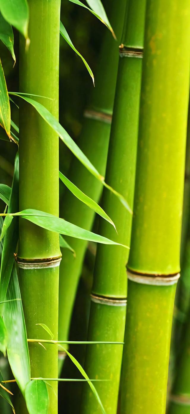 手机壁纸|清新自然，绿色风光美景