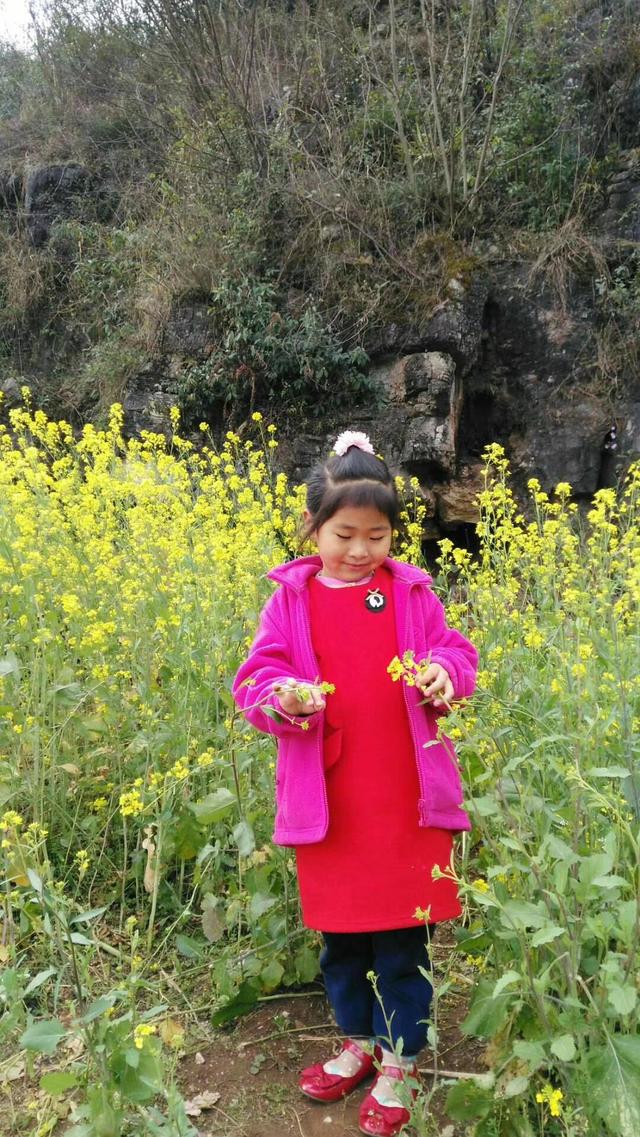 带着孙女去旅行（168）罗平油菜花海游