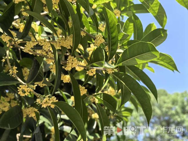 桂花开了！ 重庆这些赏桂地收藏起来慢慢逛