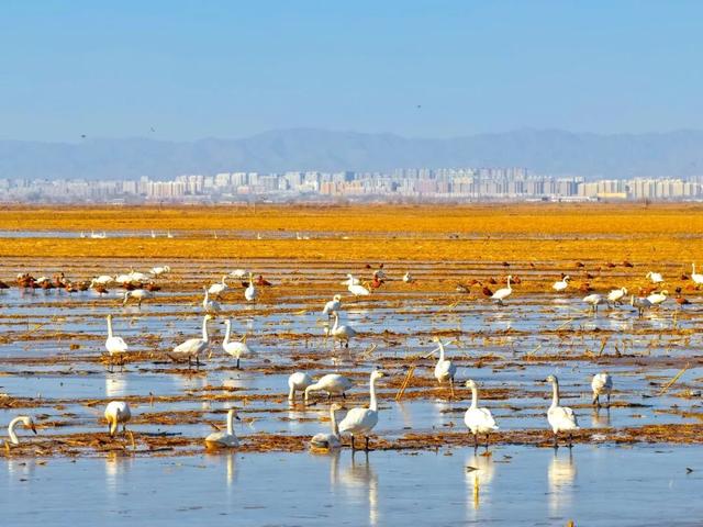 天鹅来了，就在包头黄河畔，太美了！