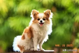 全球最聪明的10种狗，第一名智商堪比7岁儿童？图片