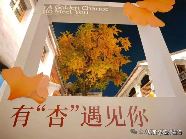 温州这棵深藏在百年民居的古银杏已经黄啦!夜晚比白天还要更迷人