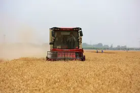 连续7天日收获小麦600万亩以上， 历时15天，河南麦收“杀青”图片