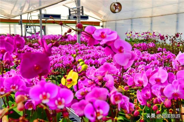 入园赏春花，回家带年花，佛山卡玛缤纷花世界年花节开幕了