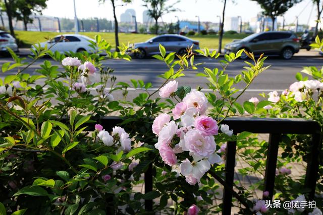 上海闵行“小外滩”蔷薇花怒放，赏心悦目