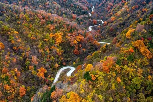 秦岭秋日童话：自驾高江路，邂逅4000年银杏与绝美红叶长廊
