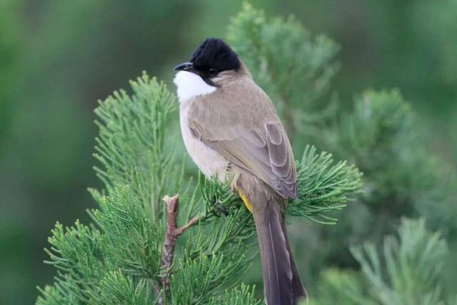 观鸟季来啦！在西安赴一场与候鸟的约会