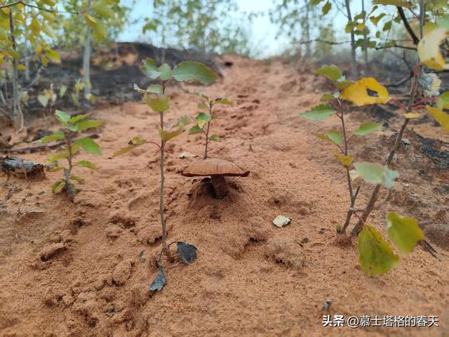 安宁北山游记•一种野蘑菇