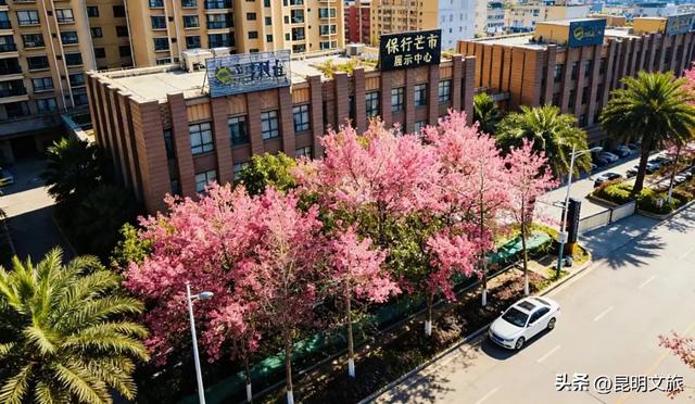 美炸!美炸!全国裹貂我赏樱!昆明最全冬樱赏花攻略来了,周末快冲~