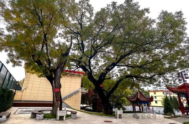 长治人的莲花池焕新归来，还是童年感觉！