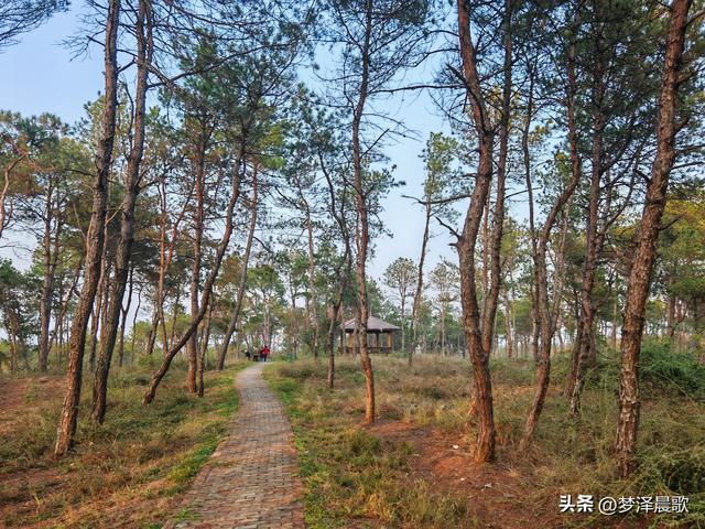 应城：有名店林场林荫步道 让你邂逅四季生态画卷