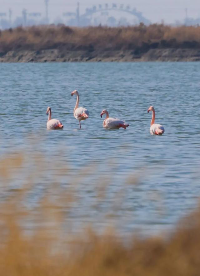 全员在岗!雪景+粉羽精灵,运城冬日限定美景你不来吗?