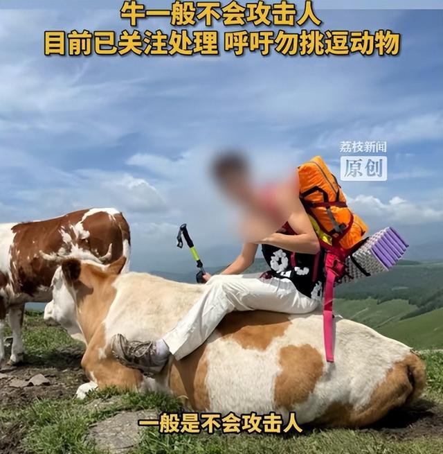 真相大白！男子遭牛群踩踏，不是因为挑逗，知情人透露 目标不是人