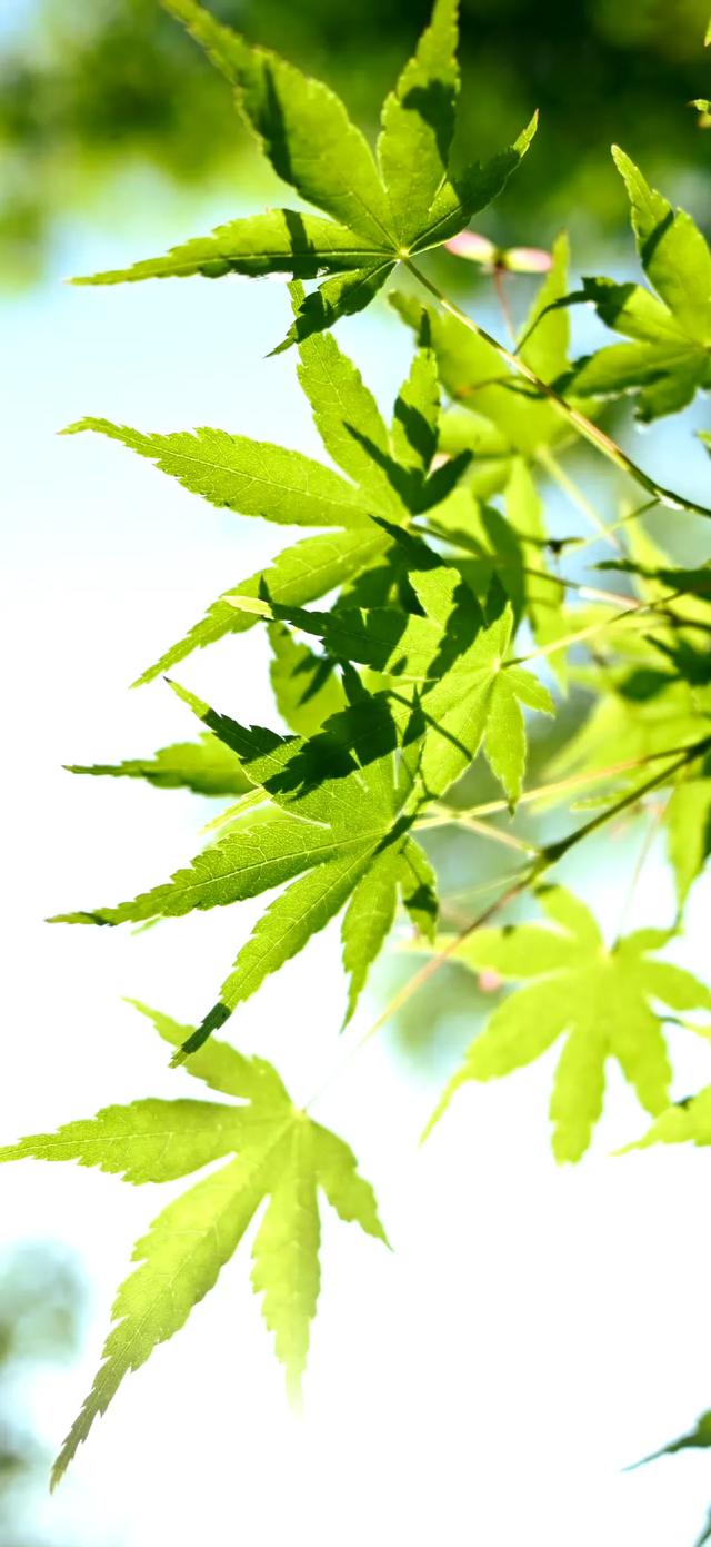 风景壁纸