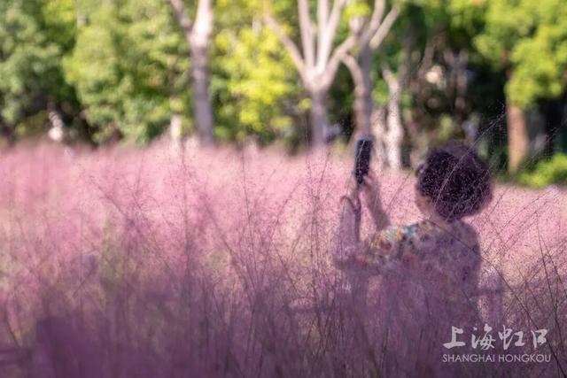 高温难挡“浪漫粉”！粉黛乱子草登场~