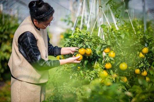 太仓顶流！稻田里的丰收狂欢，本周末必冲！