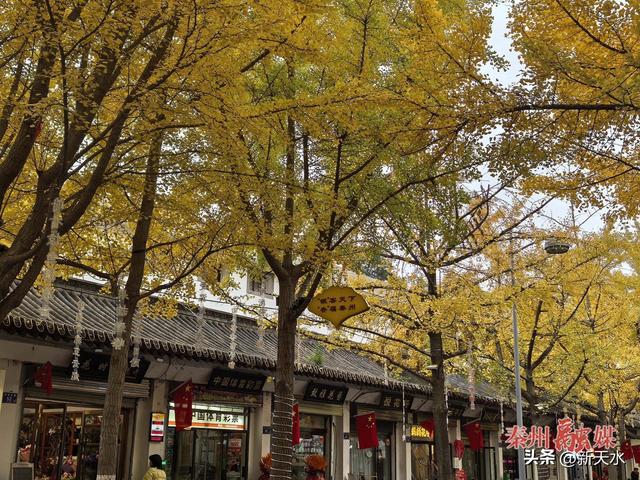 “银”客天下 “杏”福秦州 秦州区：“黄金大道”即将开启 诚邀共赴“浪漫之约”