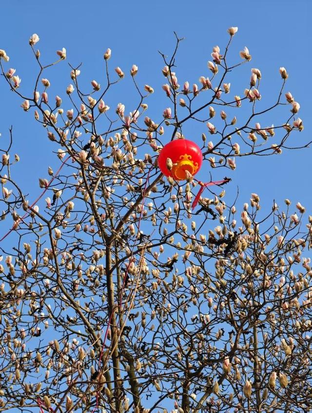 寻找最美春天|山东日照：花开迎新春 满园醉游人