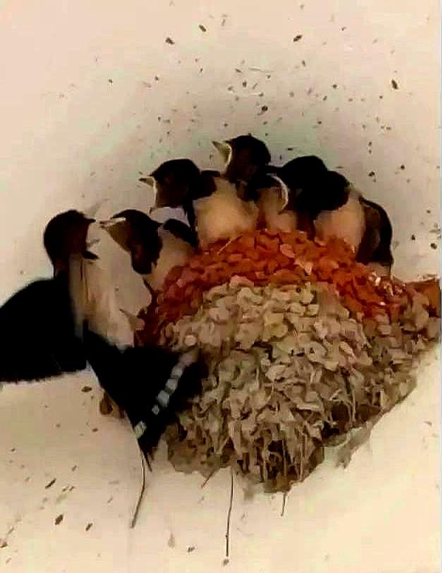 燕子常来你家筑巢！往往说明了三个真相，家有燕子筑巢的该看看！