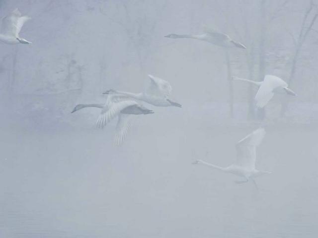 伊宁天鹅泉湿地公园：冬日里的生态诗画