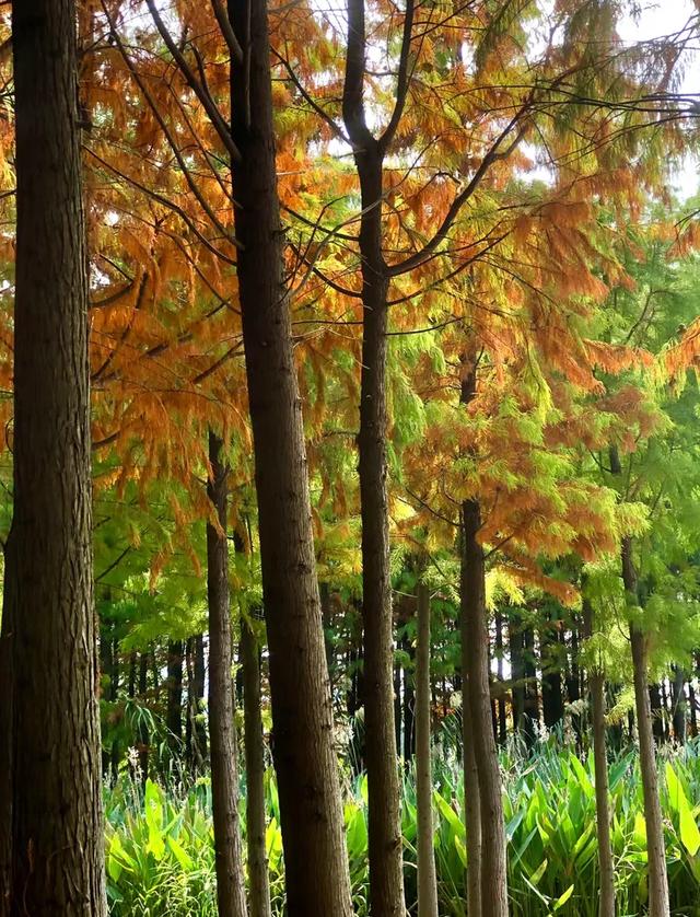 秋色斑斓美如画