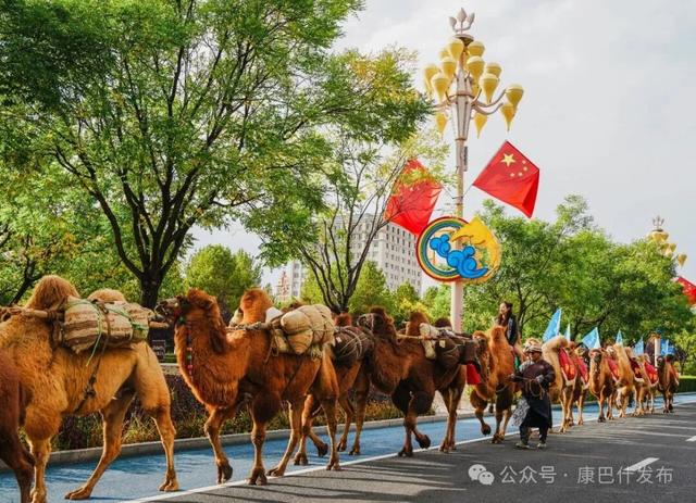 谁懂啊！康巴什街头惊现驼队