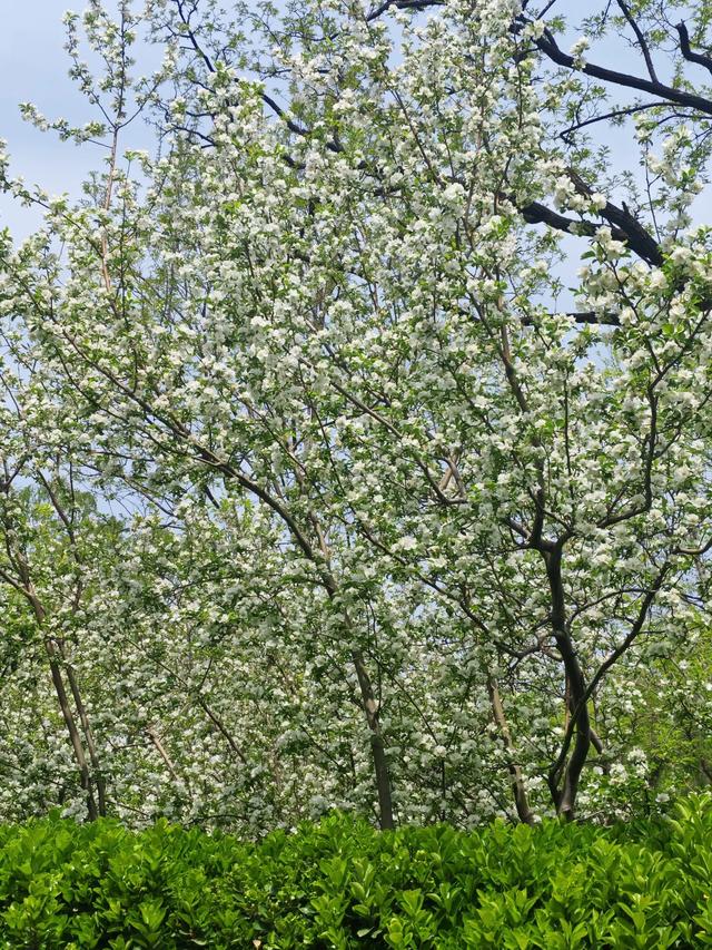 满园春色关不住 独领风骚樱花秀