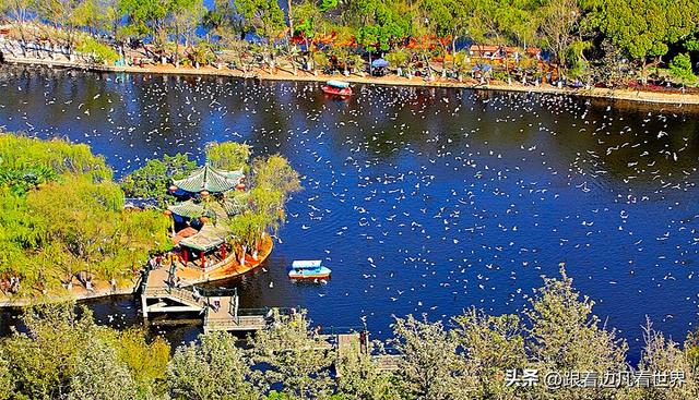 昆明蓝配翠湖银杏黄——藏着昆明最温柔的冬天