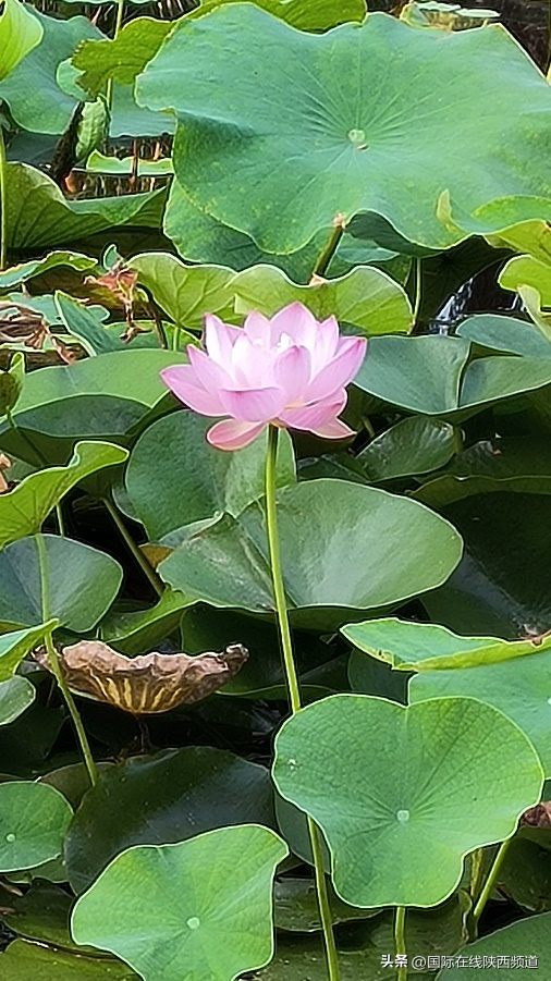 荷花朵朵，夏意满高新！