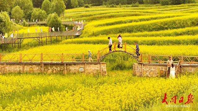 金色海浪涌山间!大同市浑源千亩油菜花“燃爆”夏日朋友圈~