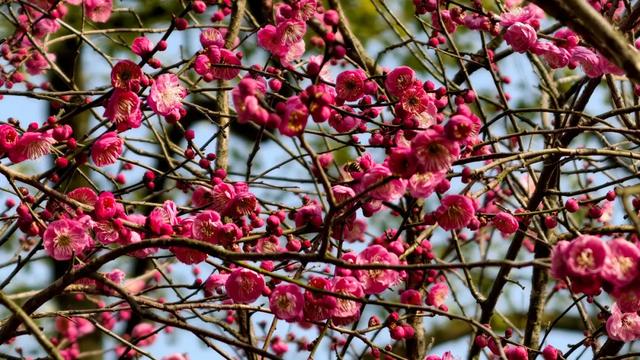 限时“梅”景!郫都这座千年古寺,藏着冬日最治愈的禅意与浪漫